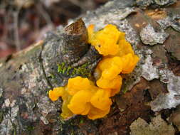 Image of Orange jelly spot