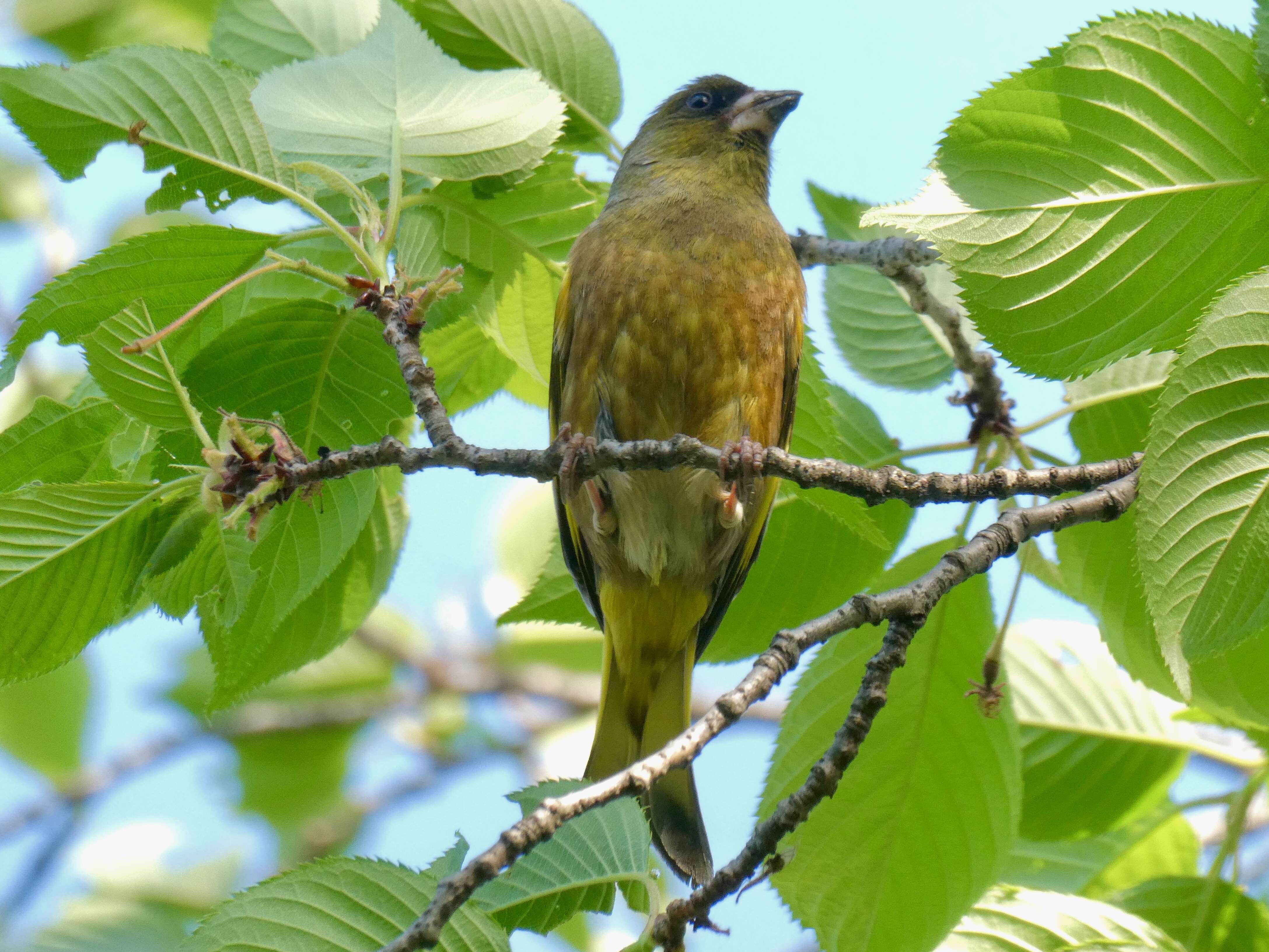 Image of Grey-capped Greenfinch