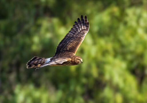 Image of Northern Harrier