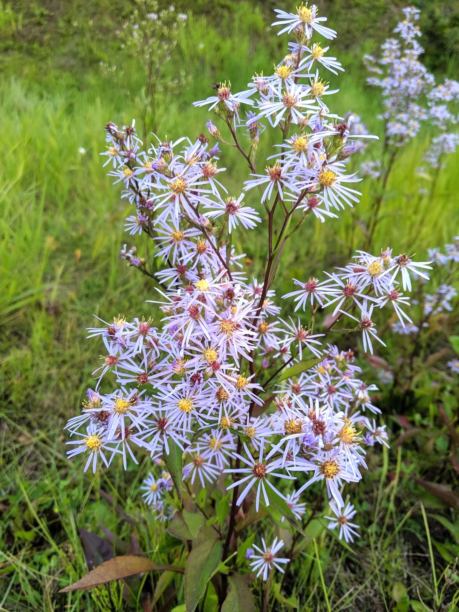 Image of Lindley's aster