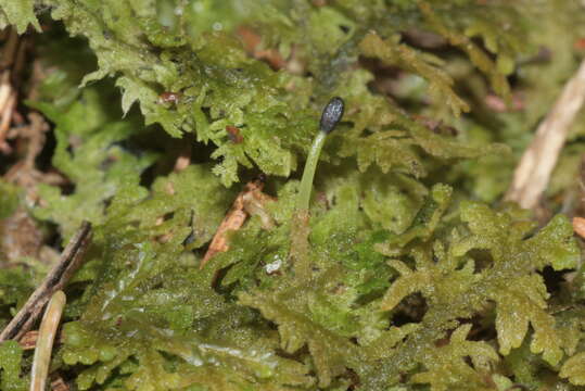 Image of Handsome Woollywort