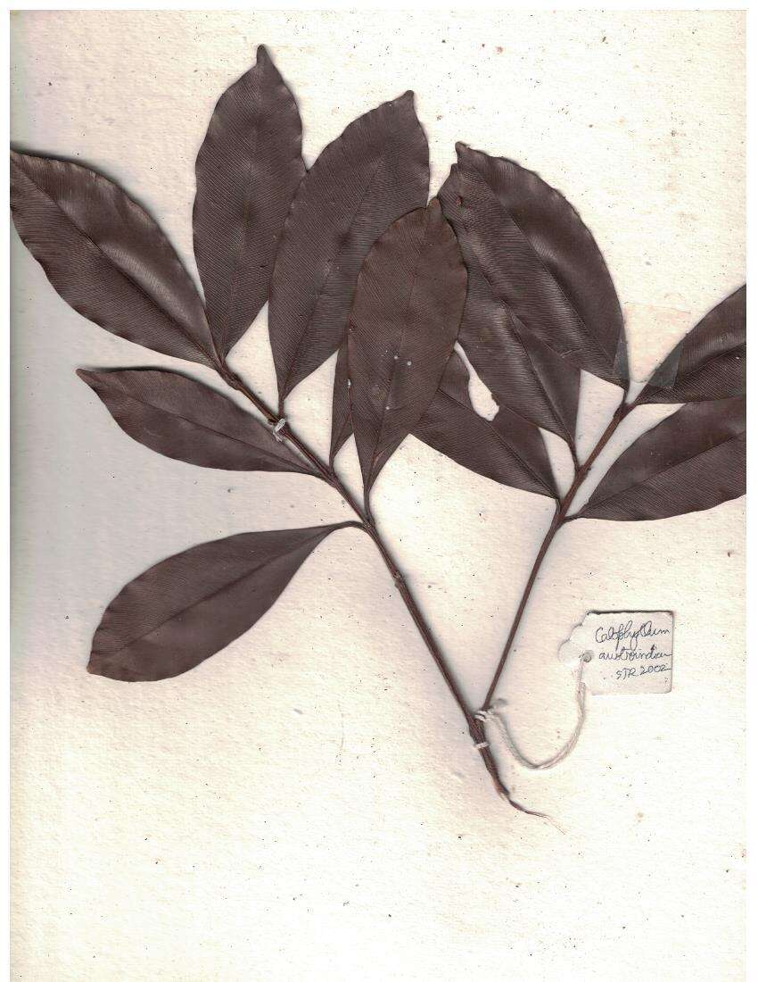 Image of Calophyllum austroindicum Kosterm. ex P. F. Stevens