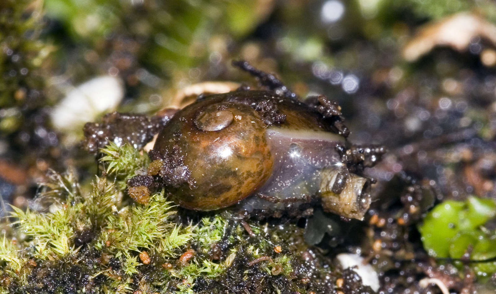 Image of New Zealand microsnails