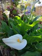 Image of Arum lily