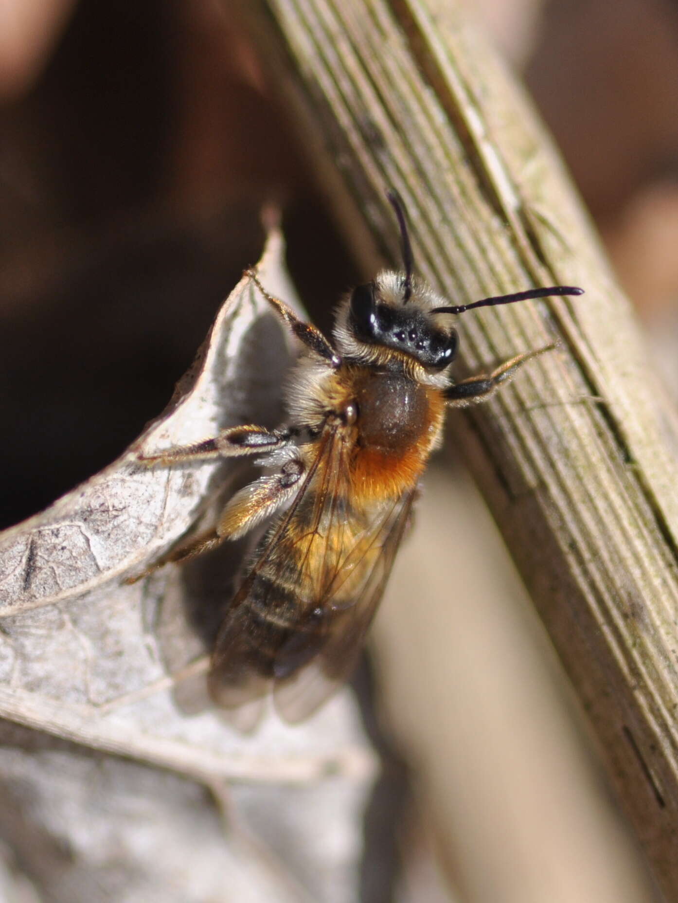 Image of Andrena helvola (Linnaeus 1758)