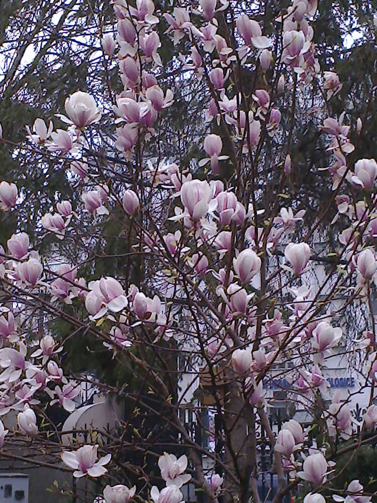 Image of Lily Tree