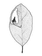 Image of Stigmella alaternella (Le Marchand 1937) Klimesch 1948