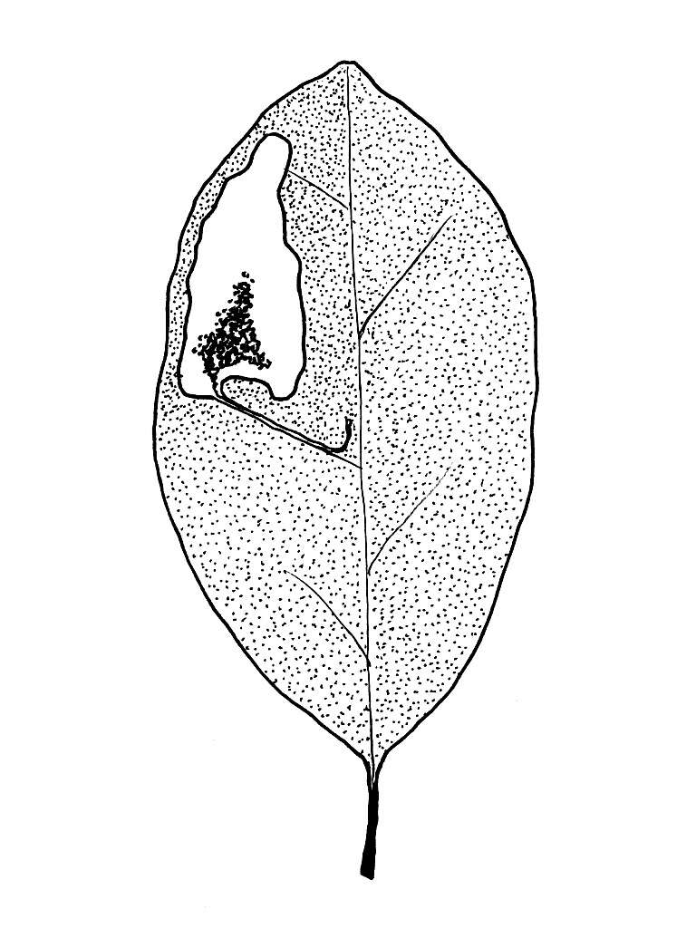 Image of Stigmella alaternella (Le Marchand 1937) Klimesch 1948