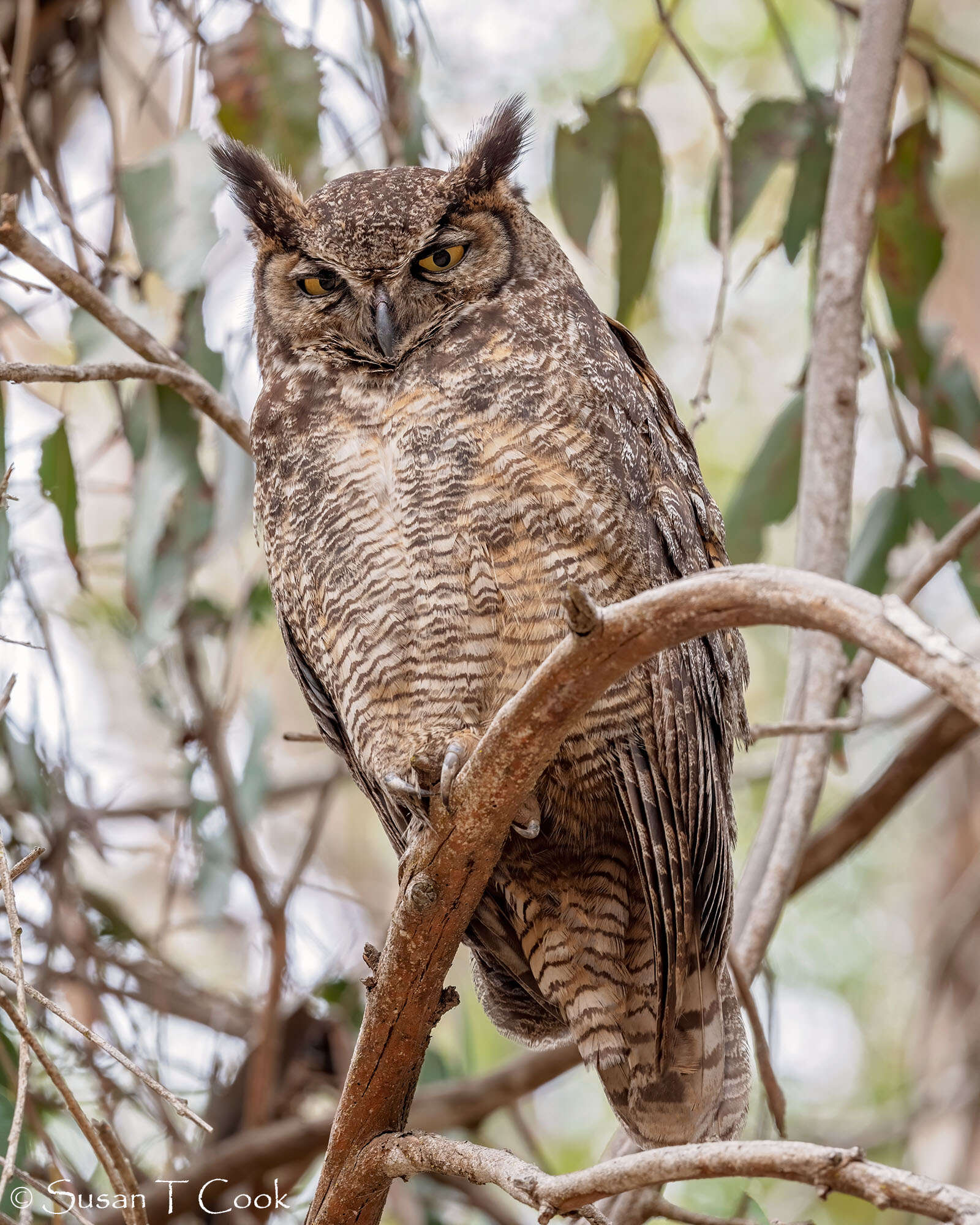 Image of Great Horned Owl