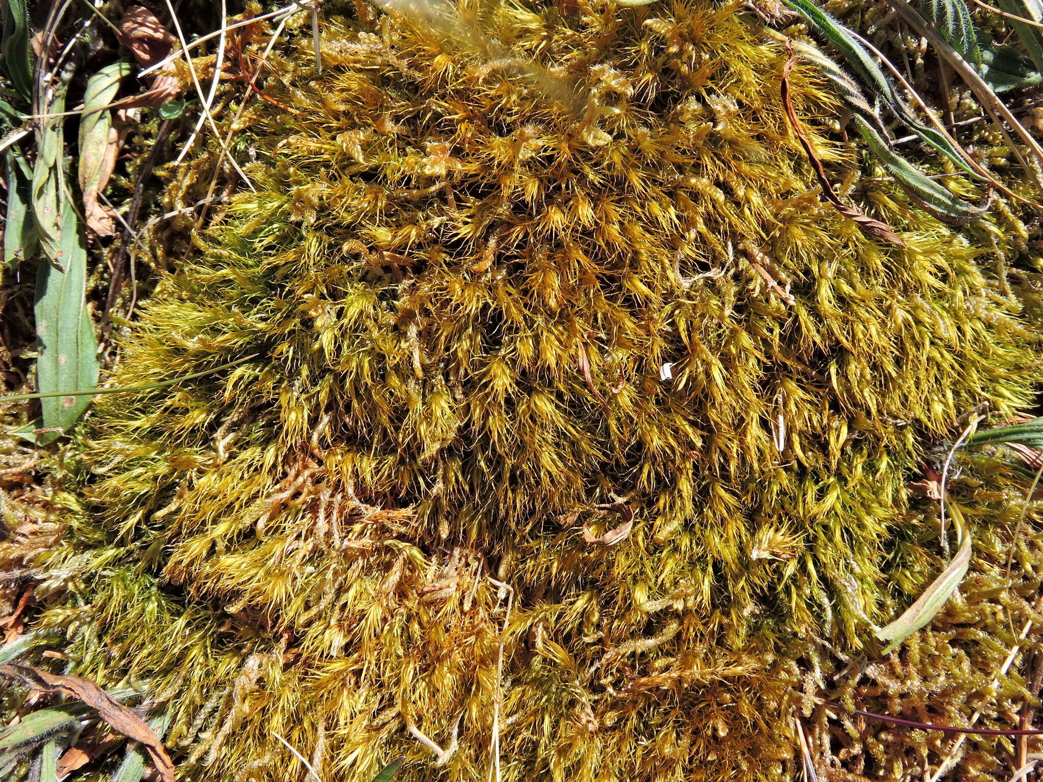 Image of Broom Moss