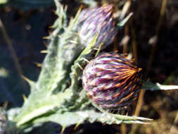 Image of Moor's Cotton Thistle