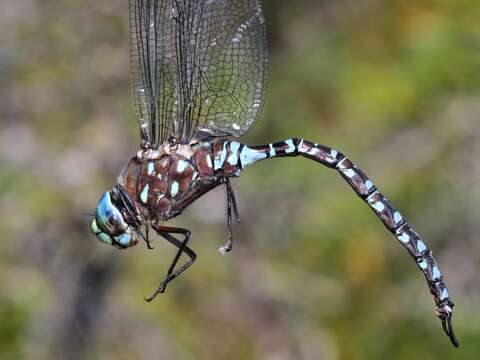 Image of Variable Darner