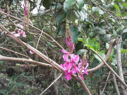 Plancia ëd Indigofera cassioides DC.