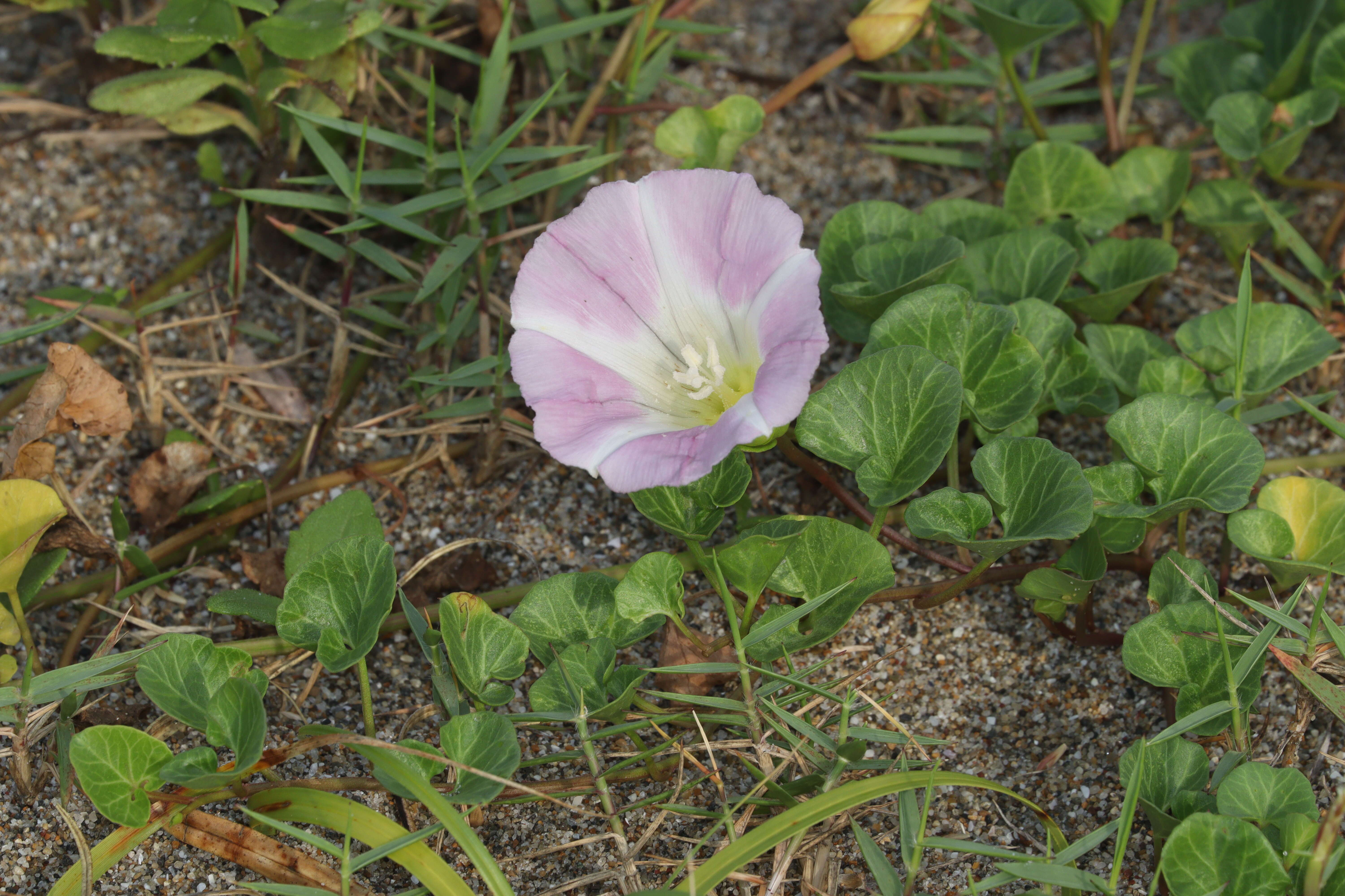 Plancia ëd Calystegia soldanella (L.) R. Br.