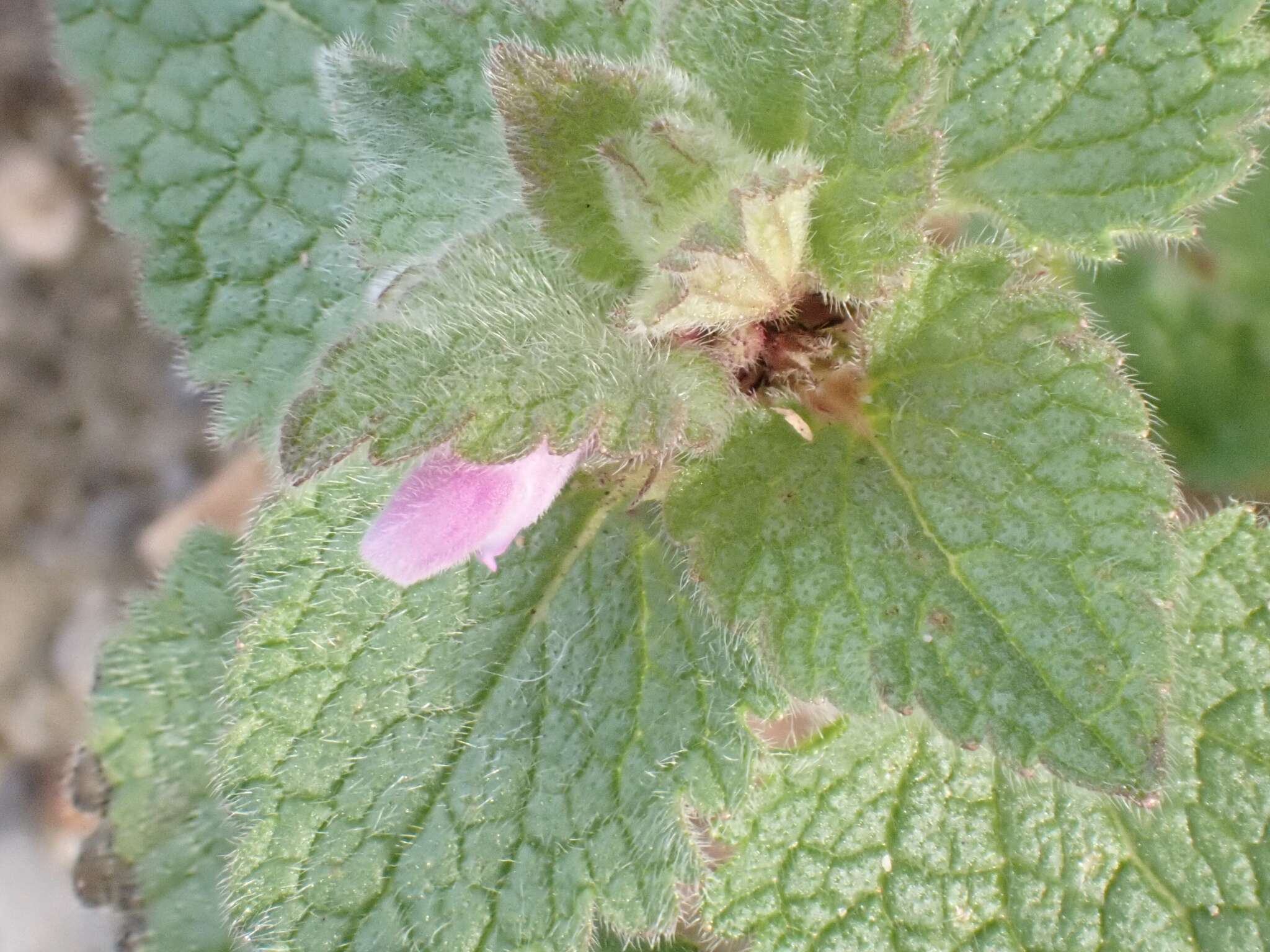 Image of purple archangel