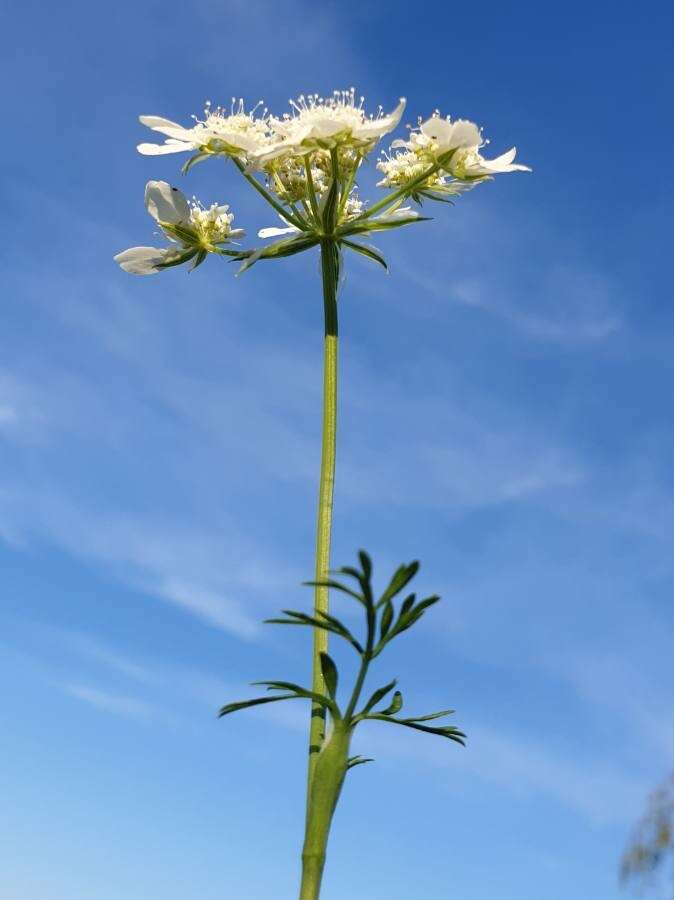 Orlaya grandiflora (L.) Hoffm. resmi