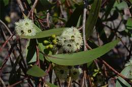 Слика од Eucalyptus burgessiana L. A. S. Johnson & Blaxell