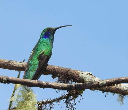 Image of Lesser Violetear