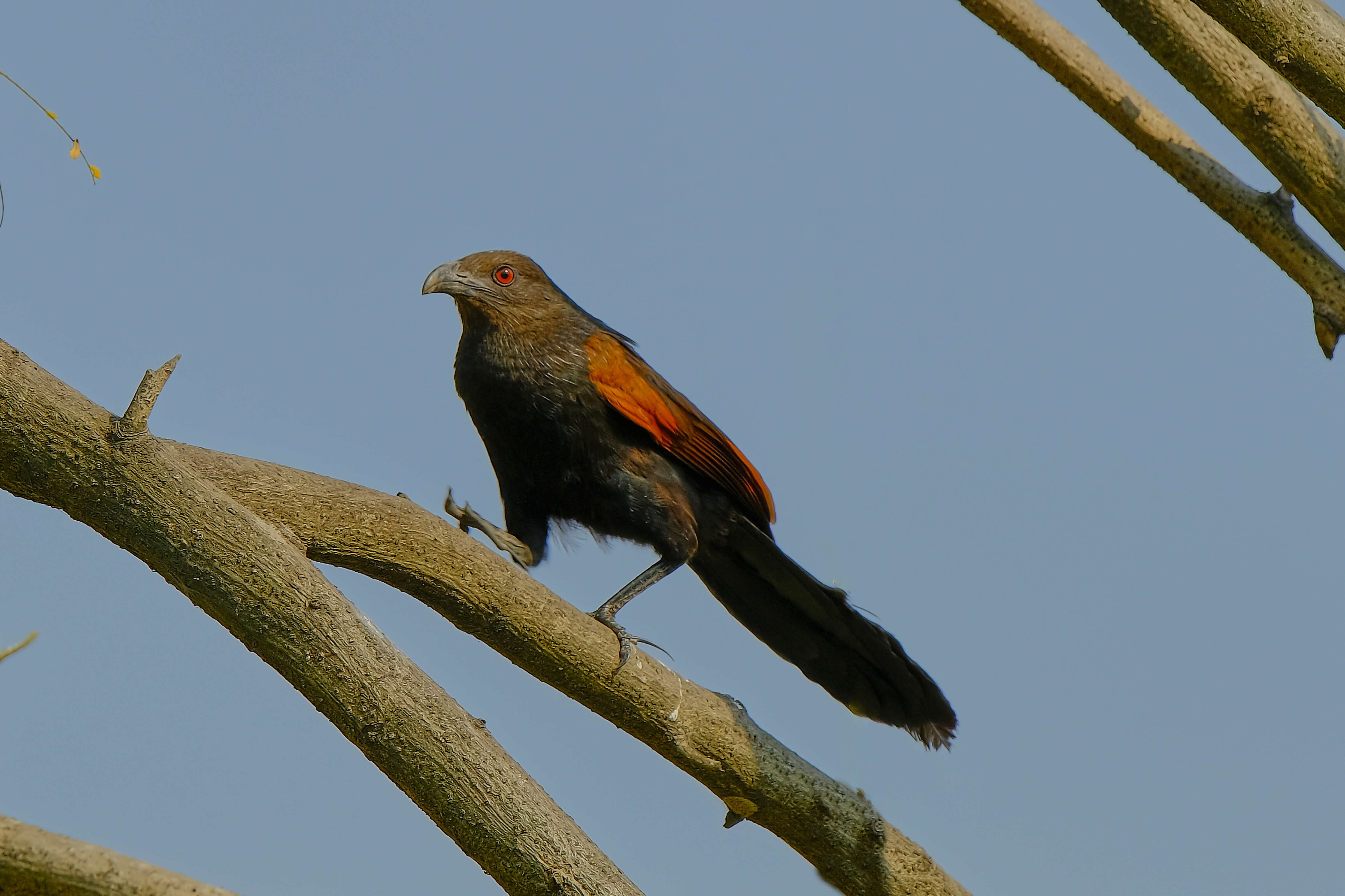 Imagem de Centropus sinensis (Stephens 1815)