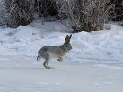 Image of Tolai Hare