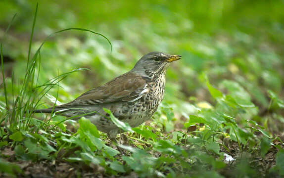 Image of Fieldfare