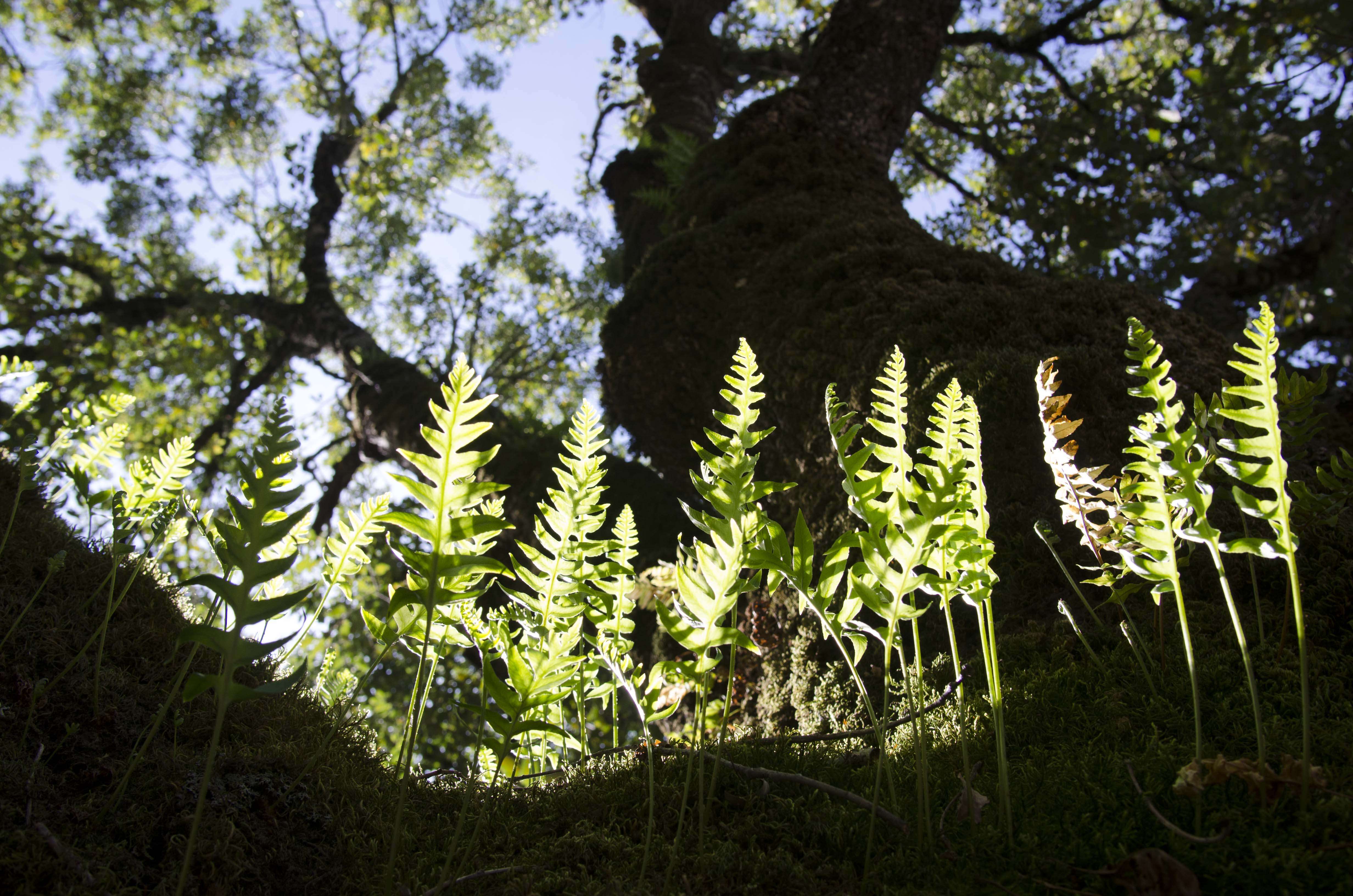 Image de Polypodium cambricum L.