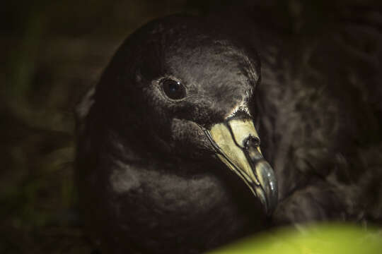 Image of Black (Parkinson's) Petrel