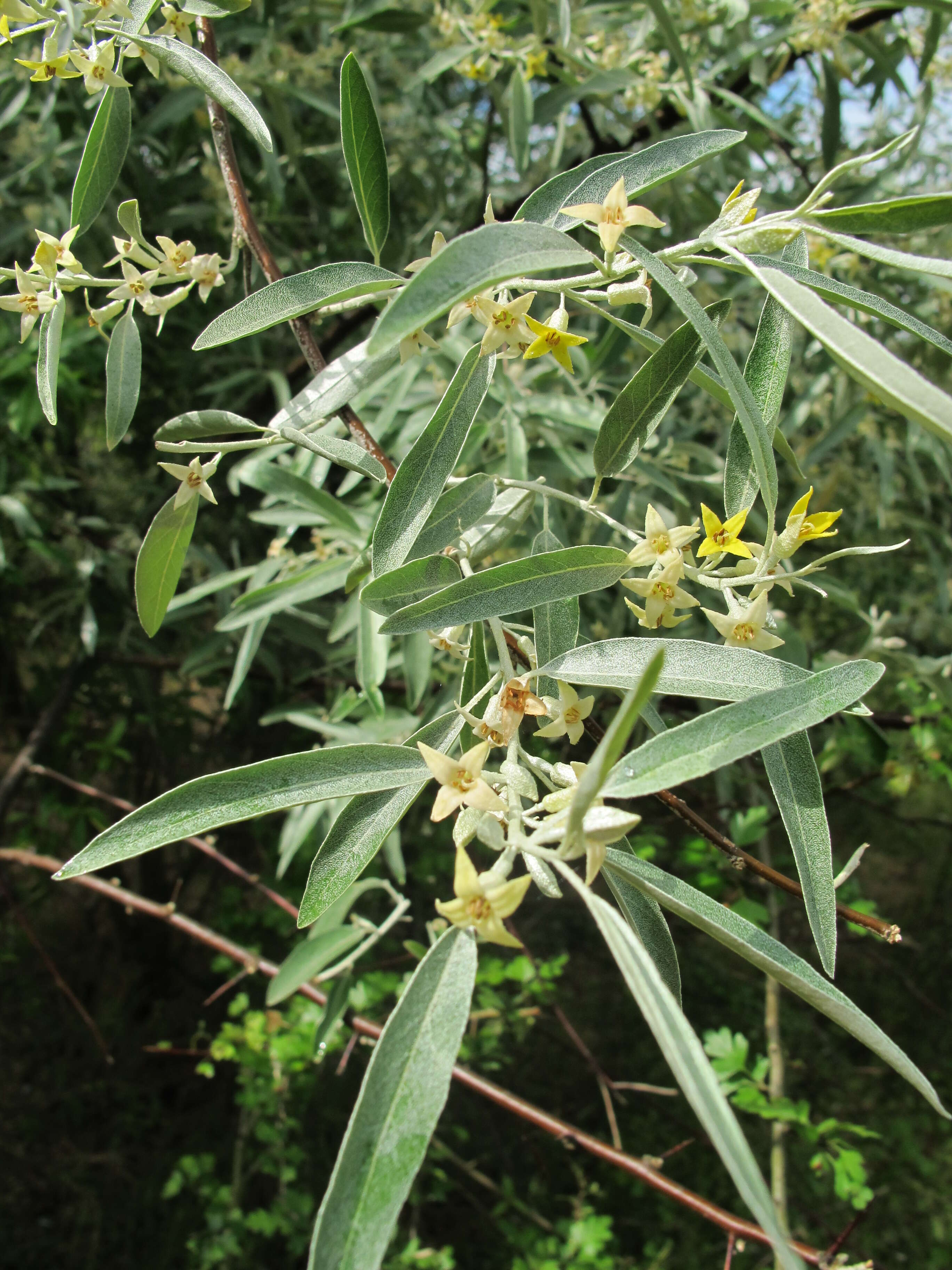 Image of Russian olive