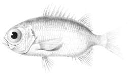 Imagem de Myripristis seychellensis Cuvier 1829