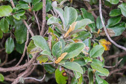 Image de Brachyglottis elaeagnifolia (Hook. fil.) B. Nord.