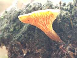 Imagem de Hygrophoropsis aurantiaca (Wulfen) Maire 1921