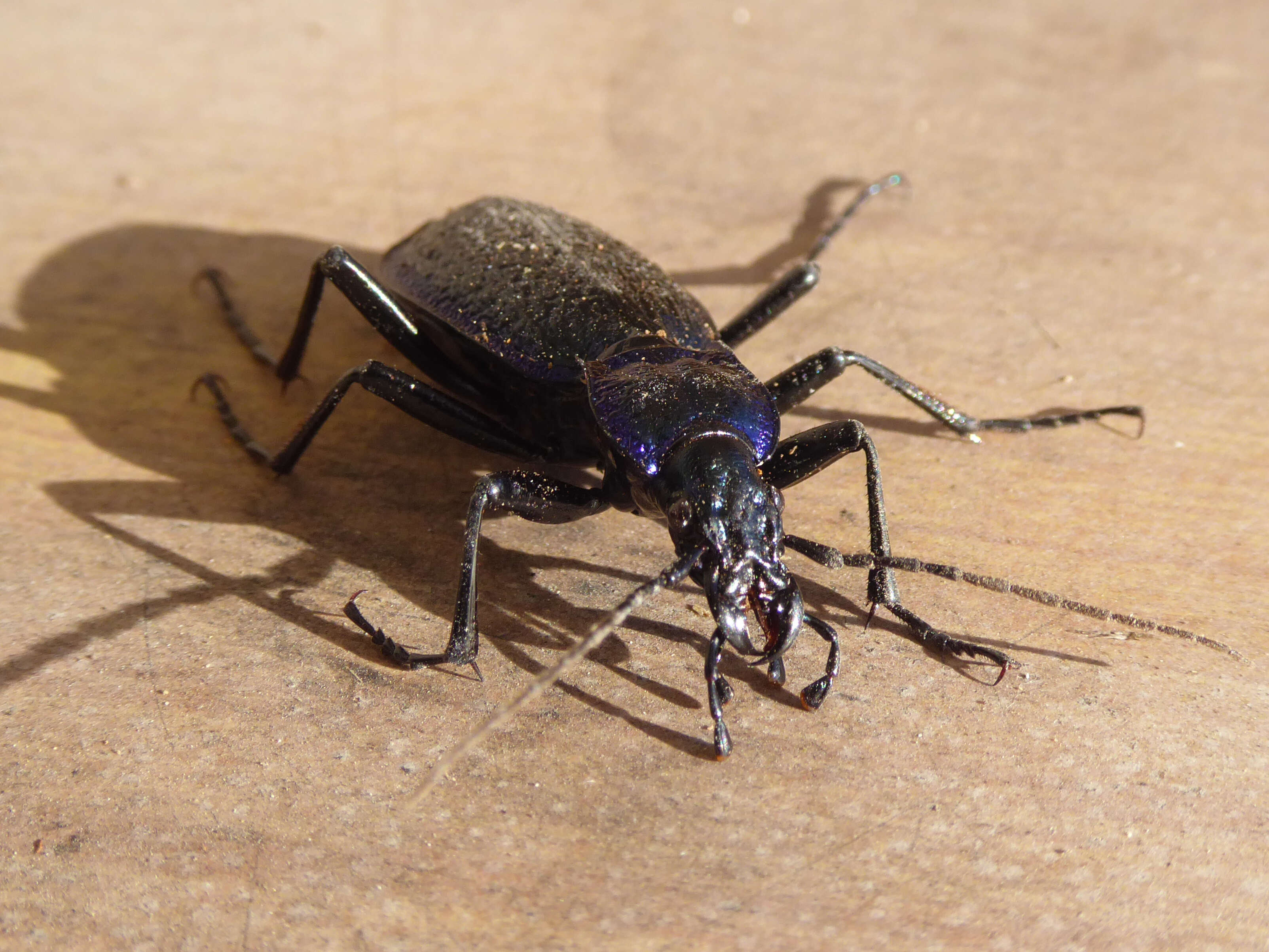 Image of Blue Ground Beetle