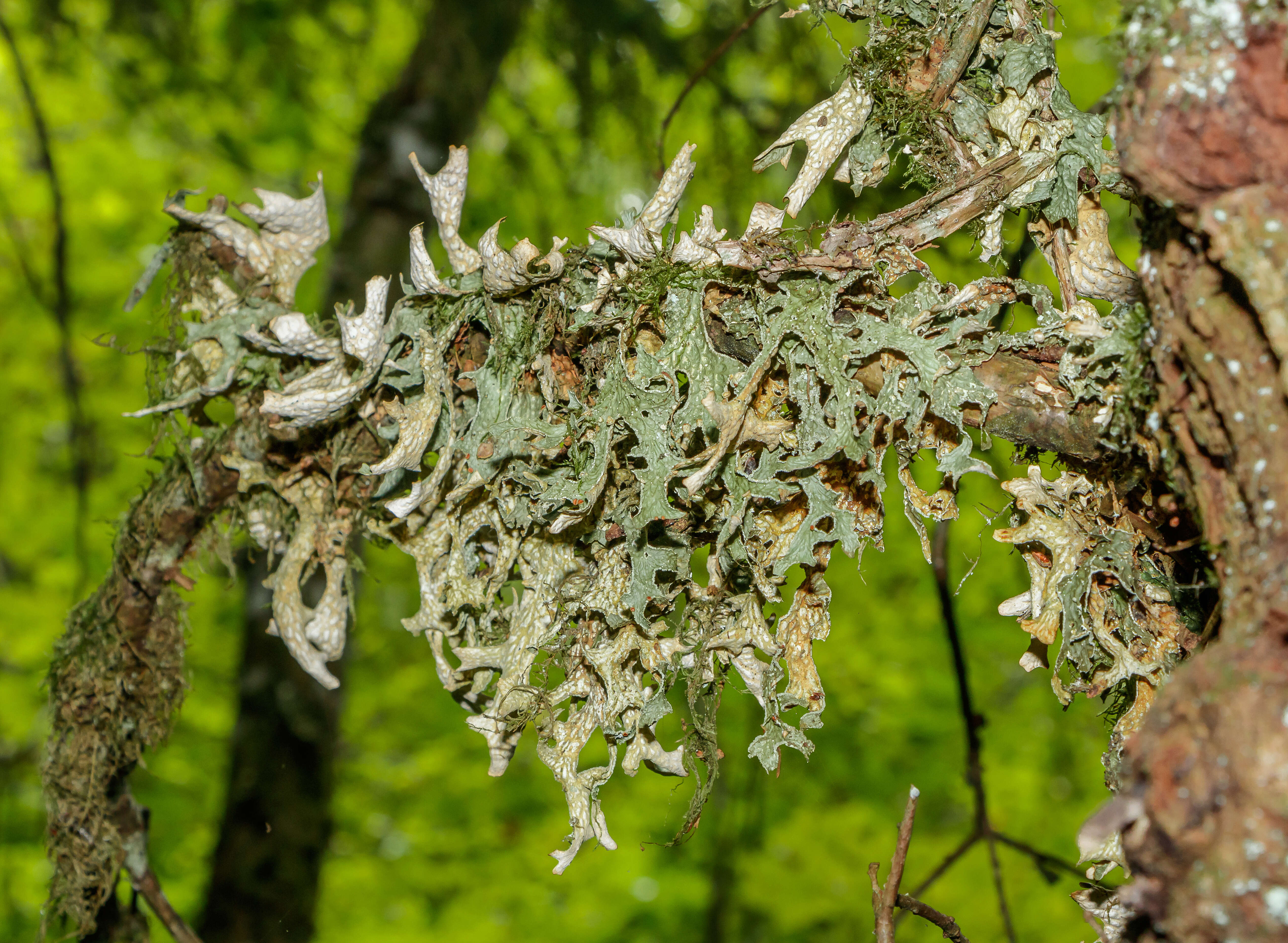 Image of Lungwort