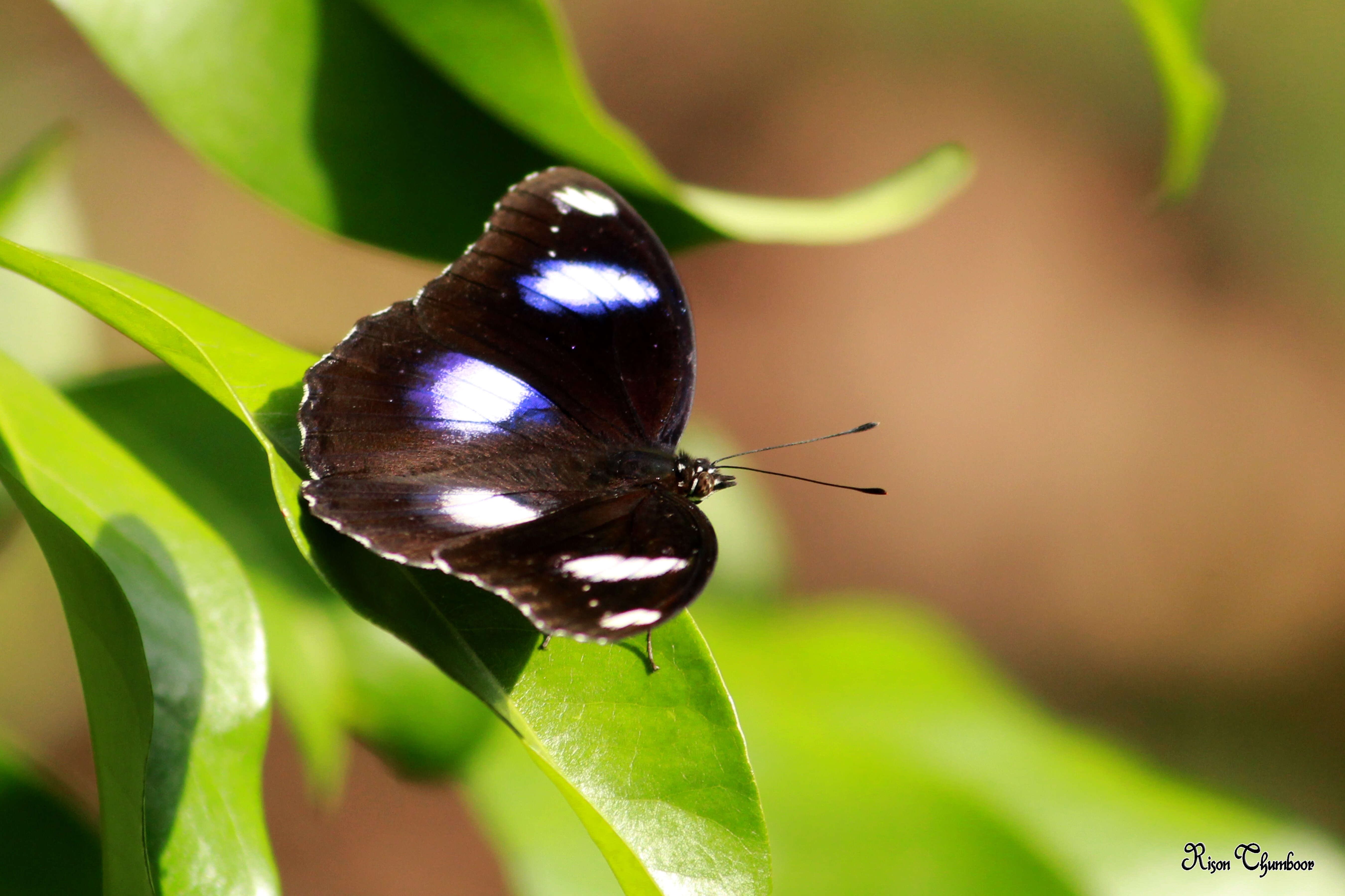 Imagem de Hypolimnas bolina Linnaeus 1758