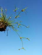 Juncus bulbosus L. resmi