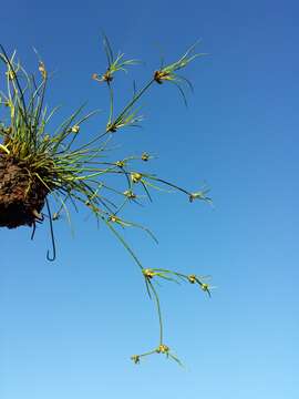 Juncus bulbosus L. resmi