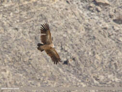 Слика од Gyps himalayensis Hume 1869