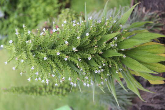 Image of Phlomis russeliana (Sims) Lag. ex Benth.