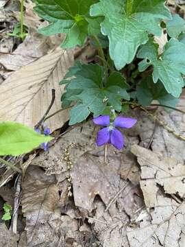 Слика од Viola subsinuata (Greene) Greene