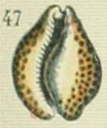 Image de Barycypraea teulerei (Cazenavette 1846)