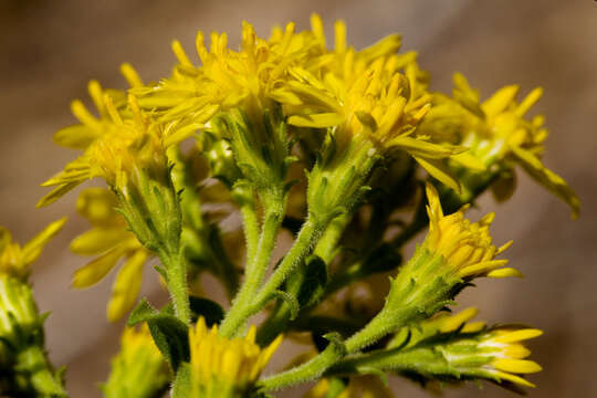 Image of Wright's goldenrod