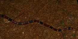 Image of Texas Coral Snake