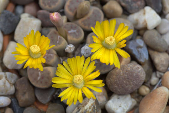 Imagem de Lithops dinteri Schwant.