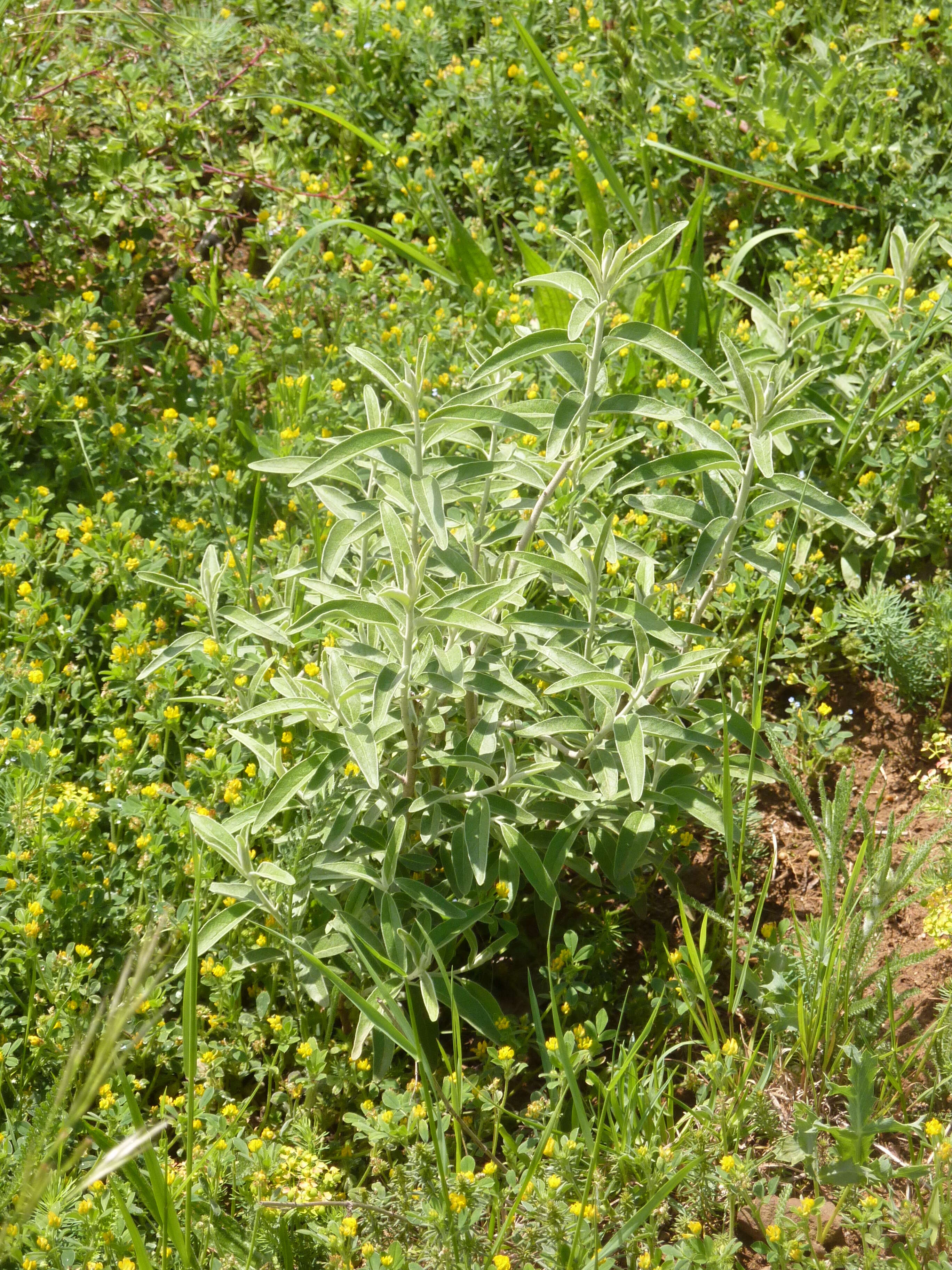 Image of Russian olive