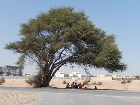 Vachellia tortilis (Forssk.) Galasso & Banfi的圖片