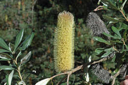 Image of Banksia conferta A. S. George