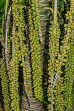 Image of Curly Palm