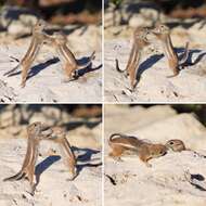 Image of white-tailed antelope squirrel