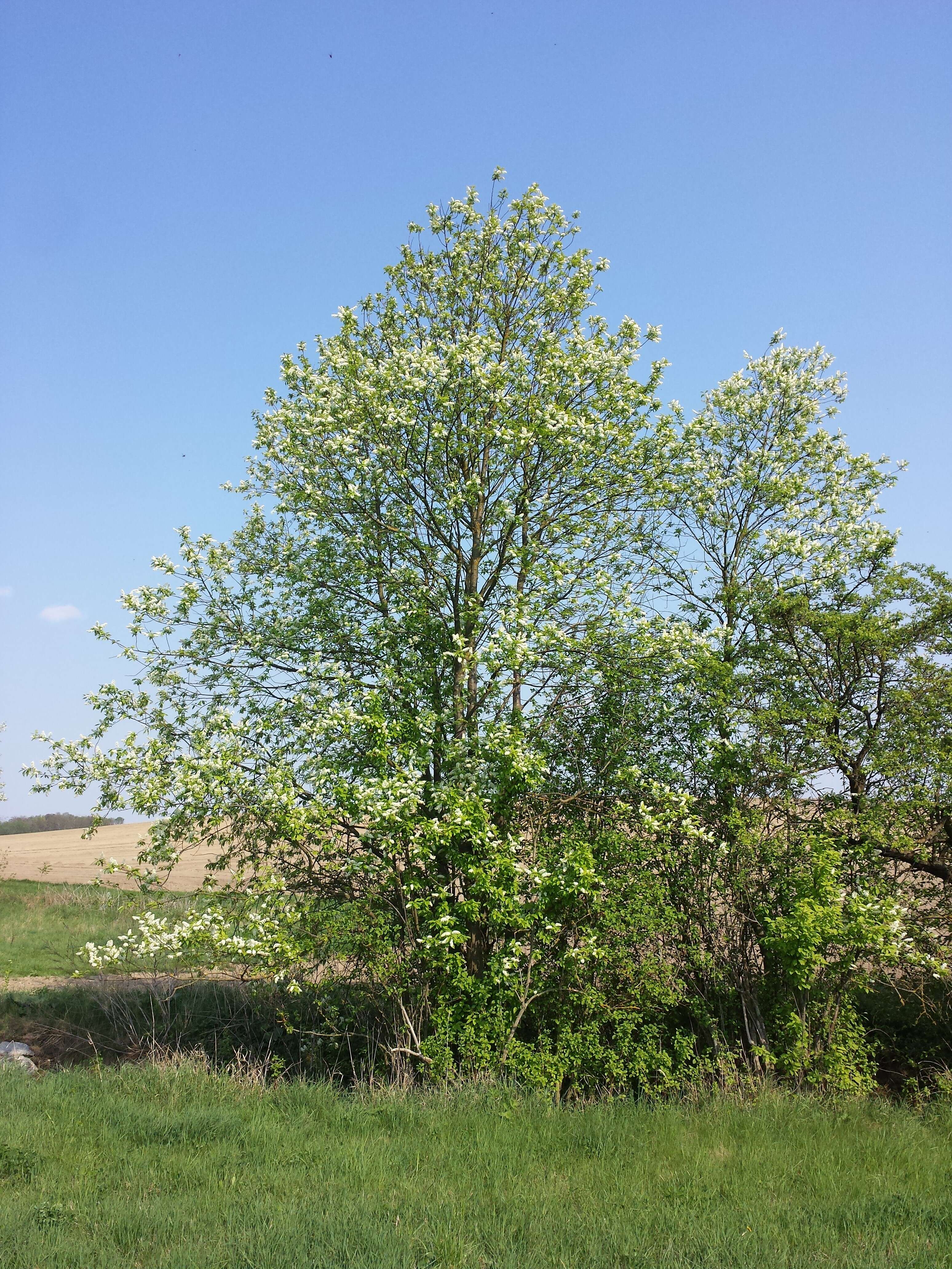 Image of Bird Cherry