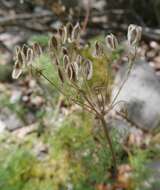 Image of Gray's biscuitroot